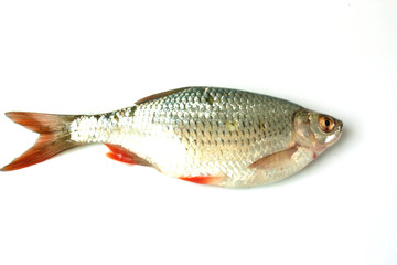 rud silver fish on white background