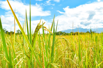 Fresh day with paddy field on blue sky