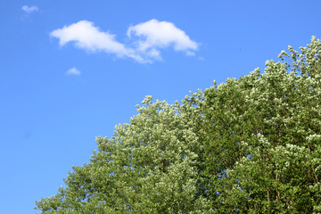 Fototapeta premium Sky & Trees