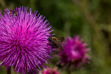 Beautiful purple thistle flower. Pink flower burdock. Burdock flower spiny close up. Flowering medicinal plants are thistle or milk thistle. Milk Thistle plant. Soft selective not deep focus