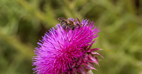 Beautiful purple thistle flower. Pink flower burdock. Burdock flower spiny close up. Flowering medicinal plants are thistle or milk thistle. Milk Thistle plant. Soft selective not deep focus