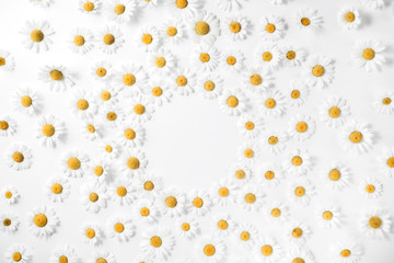 Flowers composition. Floral pattern made of white chamomile daisy flowers on white background. Summer concept. Flat lay, top view, copy space. Daisy background