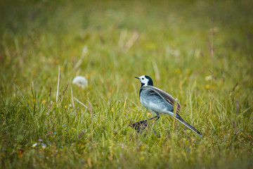 A small bird, White wagtail, Motacilla alba, walking on a green lawn. Preparing to fly.