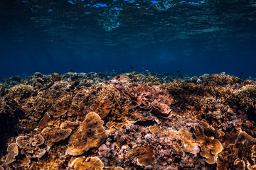 Underwater scene with corals and fish in blue ocean. Tropical sea