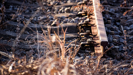 廃線の枯れたススキ