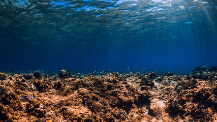 Underwater scene with corals and fish in blue ocean. Tropical sea