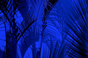 Group of close up decorative palm trees and their shadows on building wall under blue lights at night