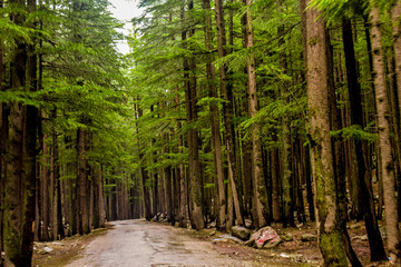 Road to Ushu Glacier, Swat. The forest is known as Ushu Forest and there is a meadow too nearby.
