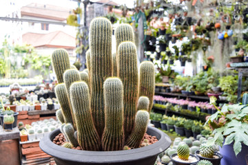 Lrage cactus with sun bright in black pots