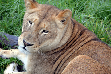 blond lion and lioness (South Africa)
