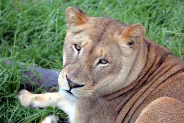 blond lion and lioness (South Africa)