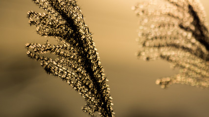 廃線の枯れたススキ