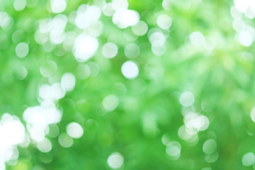 Fototapeta premium Green color of bokeh blur, natural background, abstract