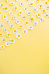 Flowers composition. Flower pattern of white chamomile daisy flowers on yellow background.Summer concept. Flat lay, top view, copy space