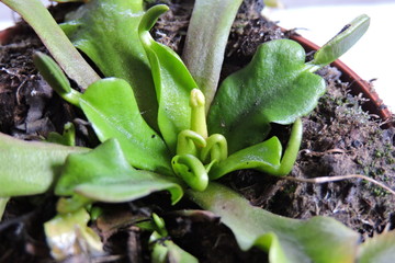 A close-up of venus flytrap bud, leaves and traps © E-lona
