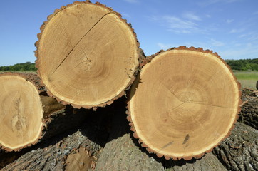 annual rings of an oak