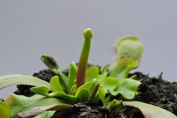 A close-up of venus flytrap bud, leaves and traps © E-lona