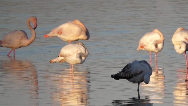 Phoenicopterus roseus, fenicottero rosa, vendicari, sicilia