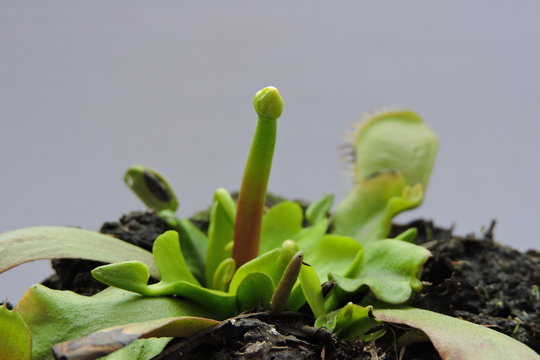 A close-up of venus flytrap bud, leaves and traps