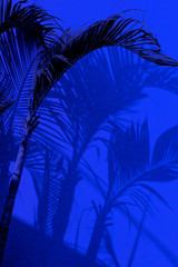 Group of close up decorative palm trees and their shadows on building wall under blue lights at night