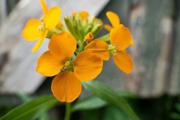 Gelb Orange Wild Blume vor altem Holz