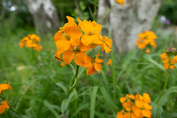 Gelb Orange Wild Blume vor altem Holz