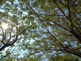 birch tree foliage in morning light with sunlight beautiful