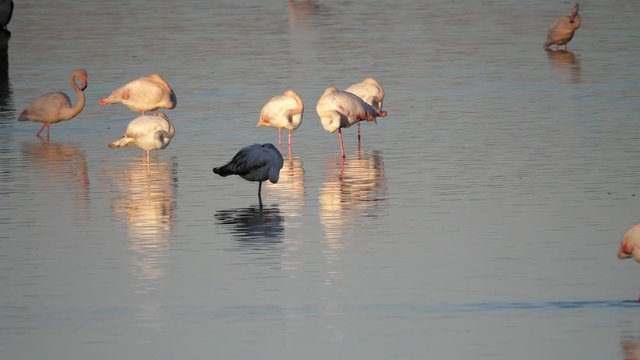 Phoenicopterus roseus, fenicottero rosa, vendicari, sicilia