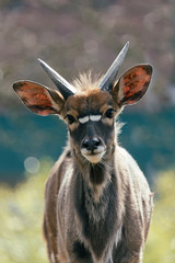 Opel Zoo Germany