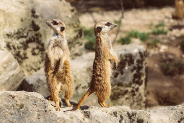 Opel Zoo Germany / Meerkat / Erdm&auml;nnchen / Suricata suricatta