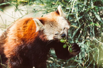 Opel Zoo Germany / Red Panda