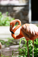 Flamingo standing ,zoo,summer photo