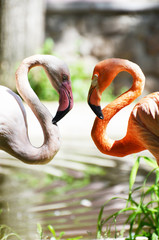 Two flamingo standing ,zoo,summer photo