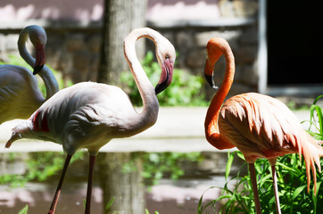 Two flamingo standing ,zoo,summer photo