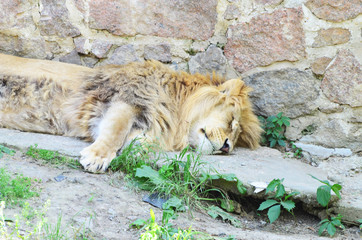 Close-up lion sleeping in the zoo,photo