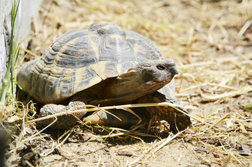 Obraz premium Close-up tortoise on the ground,photo