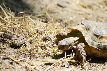 Close-up tortoise on the ground,photo