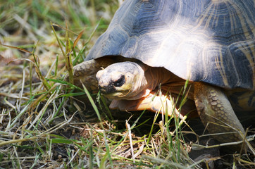 Close-up tortoise on the ground,photo