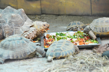 Close-up tortoises eating on the ground,photo