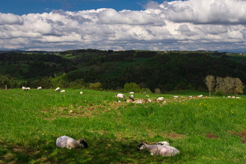 Fototapeta premium paysage de Lozère