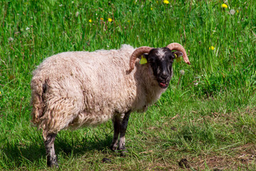 Fototapeta premium flock of sheep in a pasture