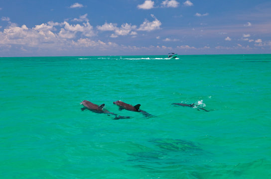 Delfin mular. Reserva de la Biosfera de Sian Kaan, Riviera Maya, Estado de Quntana Roo, Pen&iacute;nsula de Yucat&aacute;n, M&eacute;xico