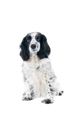 Full body portrait of a cute English cocker spaniel sitting looking at the camera isolated on a white background