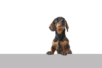 Closeup of a bi-colored black and tan wire-haired Dachshund dog isolated on a white background with a grey underground