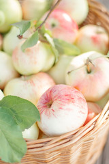 colorful garden appled in a baske    Organic Homegrown Apples With Spots