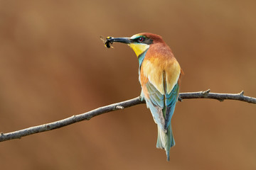 European bee-eater (Merops apiaster) with insect prey perched on branch.