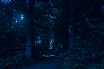 Mysterious scary forest scenery