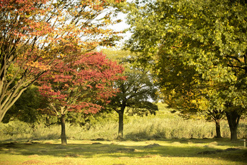 Nature autumn