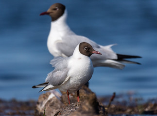 Black-headed gull