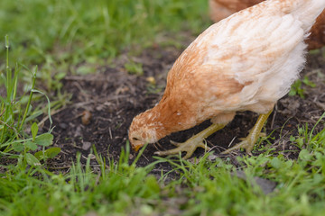 Grown white brown chicken on a green lawn digging the ground with his paws and looking for insects.